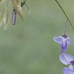 Veronique Della Tomasina