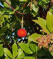 Nona Marcia Lievremont-Stefkovic