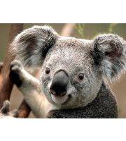 Michele Versini Hodges