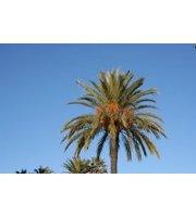 Nathalie Armellin Nasica