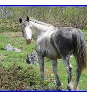 Gherardu Muriani-Leonelli