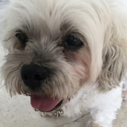 Danielle Rowan-Angelini