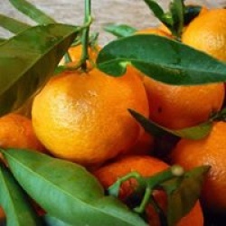 Sonia Piereschi De Majo