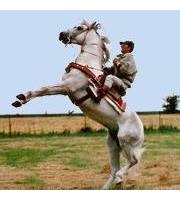 Dominique Dall'agnol-Girard