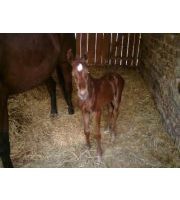 Marie-Pierre Ferrucci-feigenspan