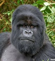 Jean Michel Casanova