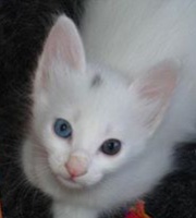 Marie-Francoise Henry