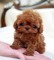 Andre-Toussaint Luciani